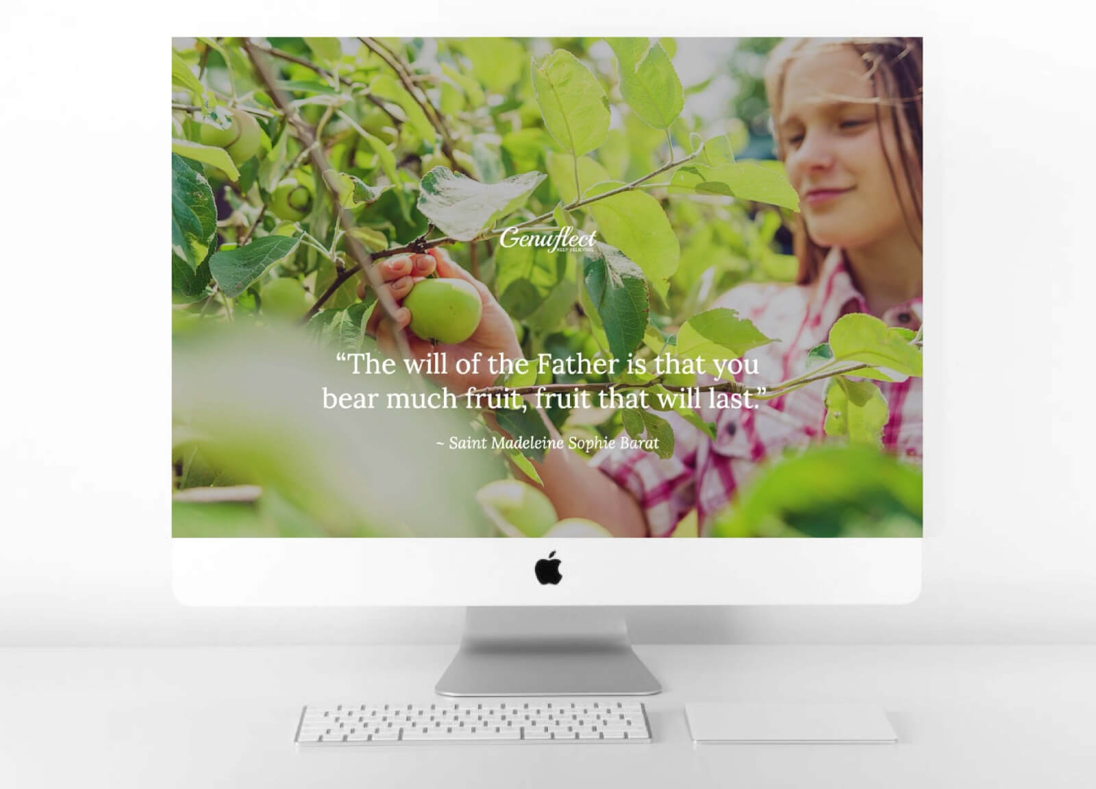 Genuflect computer background image of a Girl in an orchard picking a green apple in the sunshine