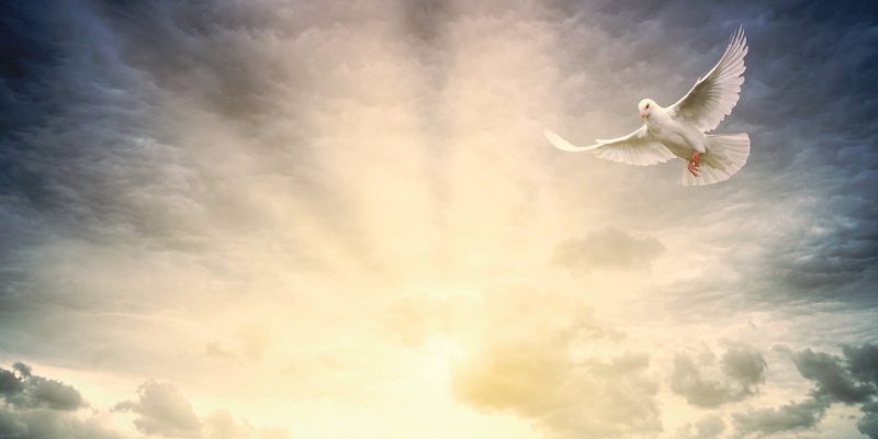 Dramatic rays of light from the sun coming from clouds and a white dove flying overhead