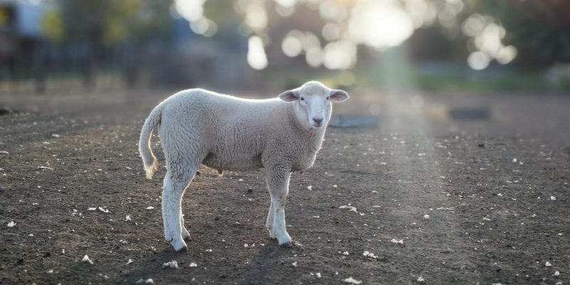 Lamb standing on road at sunrise