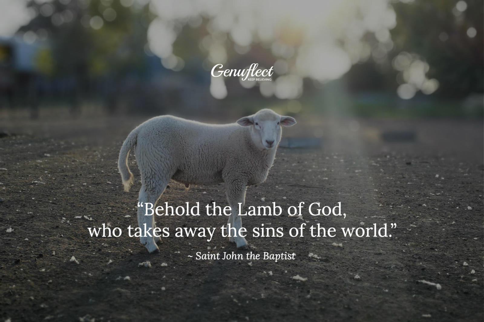 Genuflect.net - Lamb standing on dirt at sunrise