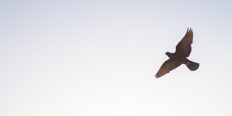Silhouette of a dove flying alone in the sky