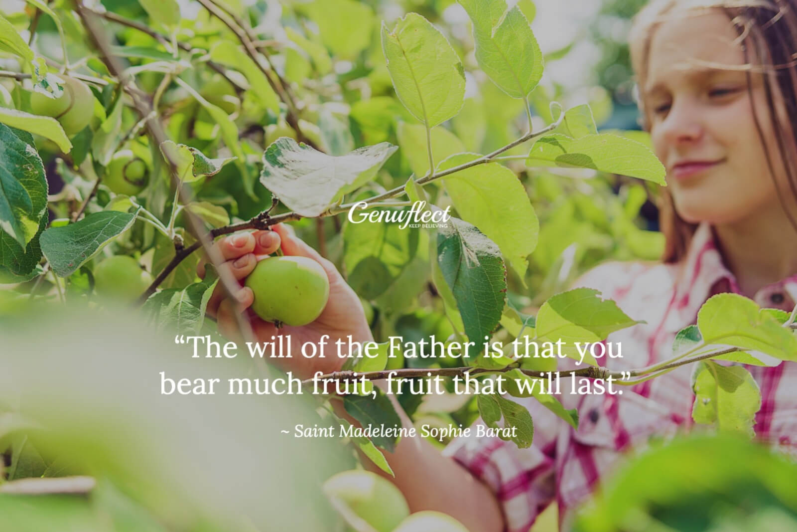 Girl in an orchard picking a green apple in the sunshine