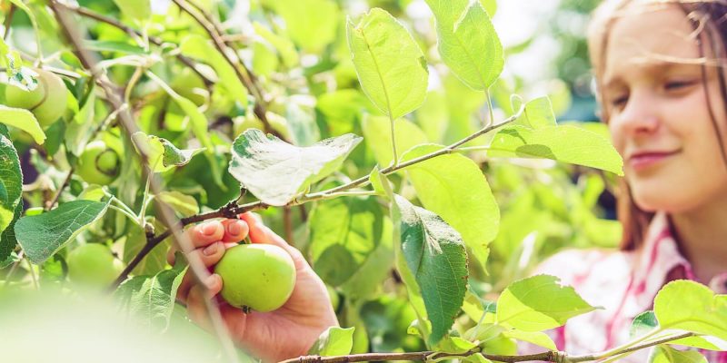 Girl in an orchard picking a green apple in the sunshine