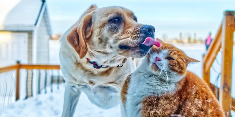 A dog licking the side of a cat's head